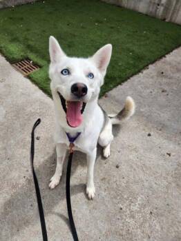 Balto -  Mixed Breed Dog for Adoption in Montreal, Quebec - Balto | PetCurious
