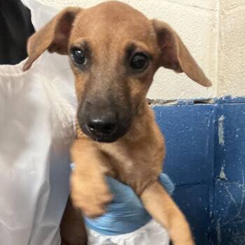 Meyer -  Dachshund and Mixed Breed Dog for Adoption in Edinburg, Texas - Meyer | PetCurious