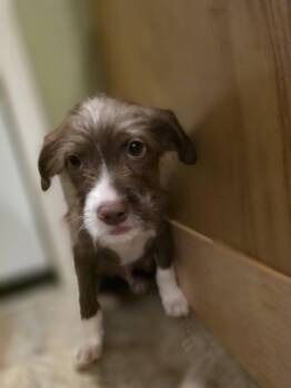 Woody -  Terrier Dog for Adoption in New London, Wisconsin - Woody | PetCurious
