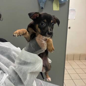 Wendy -  Mixed Breed Dog for Adoption in Charleston, West Virginia - Wendy | PetCurious