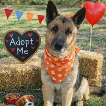 German Shepherd Dog Dogs Available for Adoption - LOUE GS | PetCurious