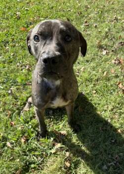 Rescue Mixed Breed Dogs for Adoption in Knoxville, Tennessee - Little Richard | PetCurious