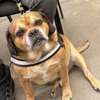 Wiley -  Beagle Dog for Adoption in Groveland, Massachusetts - Wiley | PetCurious