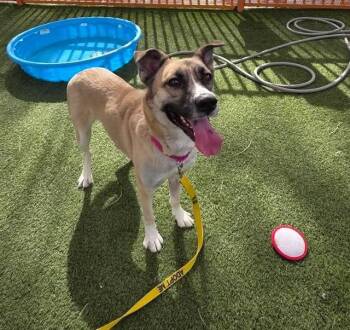 Rescue Anatolian Shepherd and Mixed Breed Dogs for Adoption in Las Vegas, Nevada - SQUEAKER | PetCurious