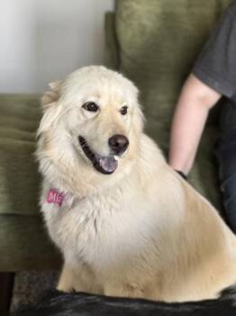 Golden Retriever and Mixed Breed Dogs Available for Adoption - Mia | PetCurious
