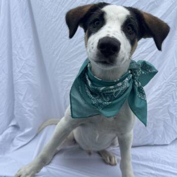 Jerry -  Mixed Breed Dog for Adoption in Canal Winchester, Ohio - Jerry | PetCurious