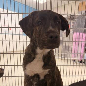 Pit Bull Terrier Dogs Available for Adoption in Indianapolis, Indiana - Streak | PetCurious