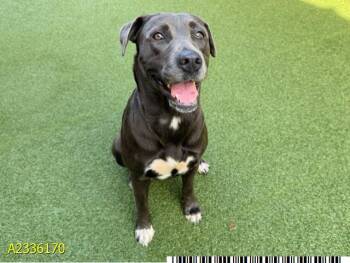 PIPER -  Mixed Breed Dog for Adoption in West Palm Beach, Florida - PIPER | PetCurious