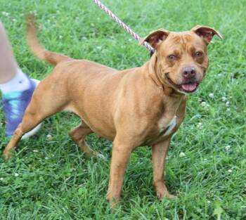 Tiger Lily (Photos August 6th 2026) -  Pit Bull Terrier Dog for Adoption in Marietta, Ohio - Tiger Lily (Photos August 6th 2026) | PetCurious