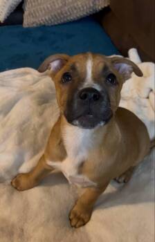 Rescue Labrador Retriever Dogs for Adoption in Colleyville, Texas - Rooster | PetCurious