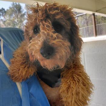 Poodle Dogs Available for Adoption in Loxahatchee Groves, Florida - Devon 5920 | PetCurious