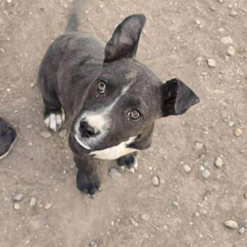 Terrier Dogs Available for Adoption in Uxbridge, Massachusetts - Gretal | PetCurious