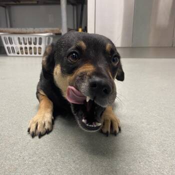 Shepherd and Terrier Dogs Available for Adoption in Abilene, Texas - Bebe | PetCurious