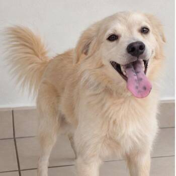 Cotty -  Golden Retriever and Mixed Breed Dog for Adoption in Jefferson, New Jersey - Cotty | PetCurious