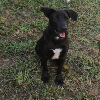 Robert -  Australian Cattle Dog Blue Heeler Dog for Adoption in Manchester, Tennessee - Robert | PetCurious