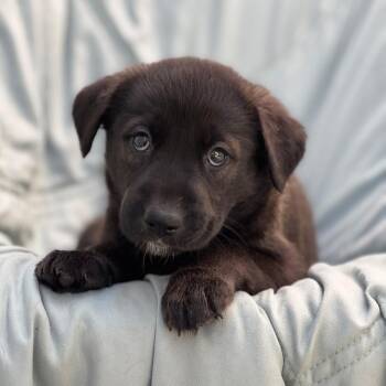 Chess Pup - Gambit -  Wire Fox Terrier and Shepherd Dog for Adoption in San Diego, California - Chess Pup - Gambit | PetCurious