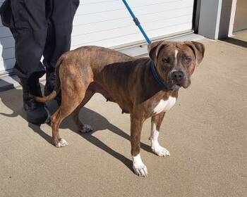 Rescue Pit Bull Terrier Dogs for Adoption in Louisville, Kentucky - BOO BERRY | PetCurious