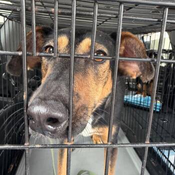 Afghan Hound and Shepherd Dogs Available for Adoption in San Diego, California - Max | PetCurious