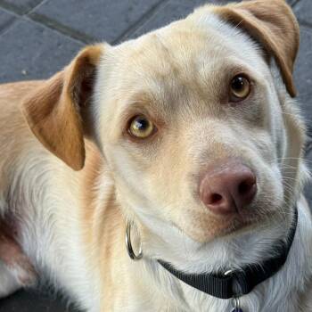 Simba -  Chihuahua and Dachshund Dog for Adoption in San Francisco, California - Simba | PetCurious