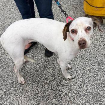 Nacho -  Mixed Breed Dog for Adoption in Fredericksburg, Virginia - Nacho | PetCurious