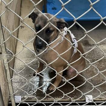 Rescue Mixed Breed Dogs for Adoption in Huntington, West Virginia - Brownie Jackson | PetCurious