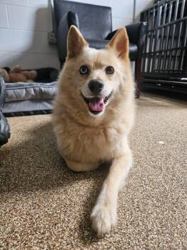 Pomeranian and Husky Dogs Available for Adoption in Maryville, Tennessee - Bandit | PetCurious