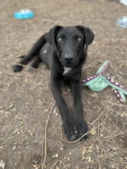 Labrador Retriever and German Shepherd Dog Dogs Available for Adoption - Howie | PetCurious