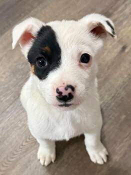 Bulldog Dogs Available for Adoption - Moe | PetCurious