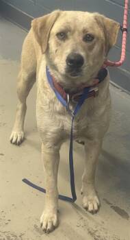 Catahoula Leopard Dog Dogs Available for Adoption - ANNALISE | PetCurious