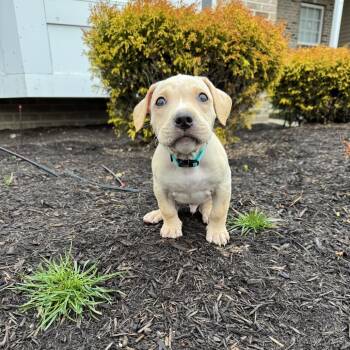 Doberman Pinscher and Mixed Breed Dogs Available for Adoption - Rufus | PetCurious