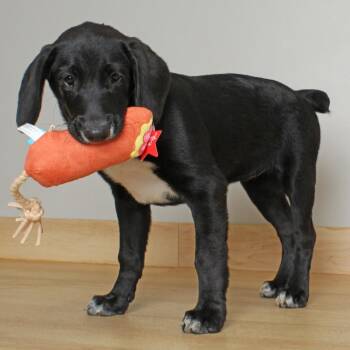Duchess D69764 -  Cocker Spaniel and Black Labrador Retriever Dog for Adoption in Minnetonka, Minnesota - Duchess D69764 | PetCurious