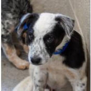 Shane -  Australian Cattle Dog Blue Heeler Dog for Adoption in West Des Moines, Iowa - Shane | PetCurious