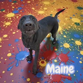 Black Labrador Retriever Dogs Available for Adoption - Maine | PetCurious