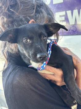 PICO -  Chihuahua and Mixed Breed Dog for Adoption in Modesto, California - PICO | PetCurious