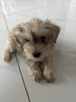 Milo -  Miniature Schnauzer Dog for Sale in Miami Gardens, Florida - Milo | PetCurious