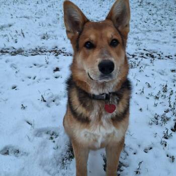 German Shepherd Dog Dogs Available for Adoption in Livingston, Texas - Bolt | PetCurious