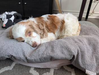 Cocker Spaniel Dogs Available for Adoption in Toronto, Ontario - Misty | PetCurious