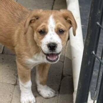 Harris Wishbone - Local Pup -  Australian Shepherd and Boxer Dog for Adoption in Andover, Massachusetts - Harris Wishbone - Local Pup | PetCurious