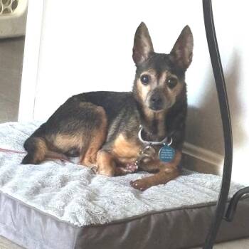 Kappla -  Chihuahua and Mixed Breed Dog for Adoption in Fredericksburg, Virginia - Kappla | PetCurious
