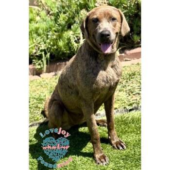 Hazel COH -  Weimaraner Dog for Adoption in Inglewood, California - Hazel COH | PetCurious