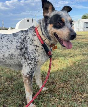 Sonar -  Cattle Dog Dog for Adoption in Oklahoma City, Oklahoma - Sonar | PetCurious