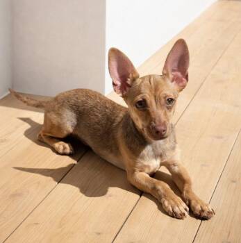 Rico -  Chihuahua Dog for Adoption in Henderson, Nevada - Rico | PetCurious