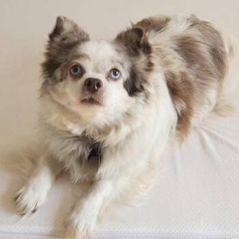 Chihuahua and Terrier Dogs Available for Adoption in Greensboro, North Carolina - Millie | PetCurious