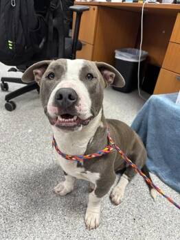 Pit Bull Terrier and Mixed Breed Dogs Available for Adoption in Pasadena, Texas - A185219 | PetCurious