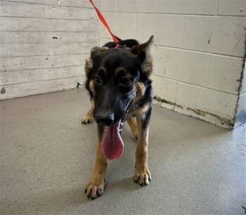 Rescue German Shepherd Dog Dogs for Adoption in San Bernardino, California - ROSA | PetCurious
