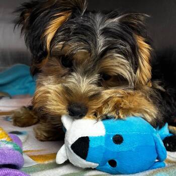 Yorkshire Terrier Dogs Available for Adoption - Cypher 28373 | PetCurious