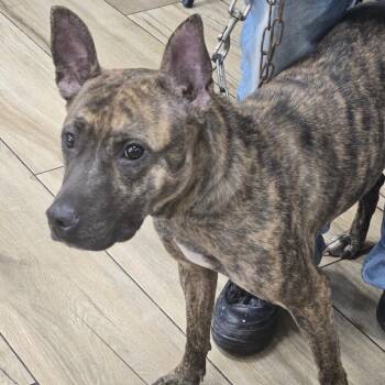 Beerus -  Belgian Shepherd Malinois Dog for Adoption in Newark, New Jersey - Beerus | PetCurious