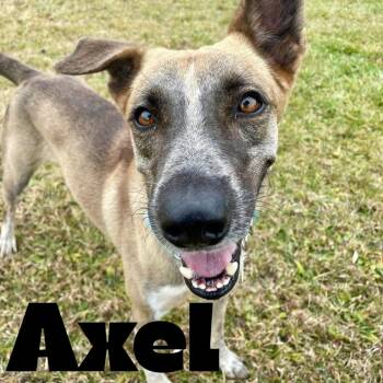 Rescue Mixed Breed Dogs for Adoption in Mississauga, Ontario - Axel | PetCurious