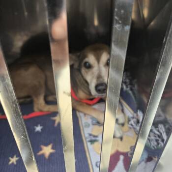 Rescue Terrier Dogs for Adoption in Philadelphia, Pennsylvania - Bella | PetCurious