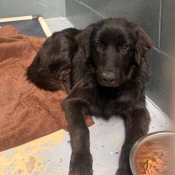 TUSC-Stray-85895 -  Labrador Retriever and Mixed Breed Dog for Adoption in Tuscaloosa, Alabama - TUSC-Stray-85895 | PetCurious